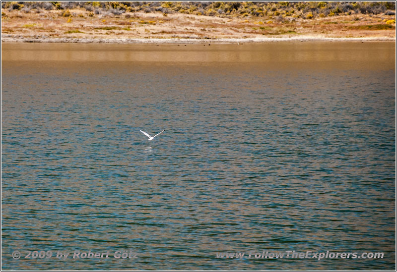 Franklin&rsquo;s Gull, FR123, Flaming Gorge, Green River, WY