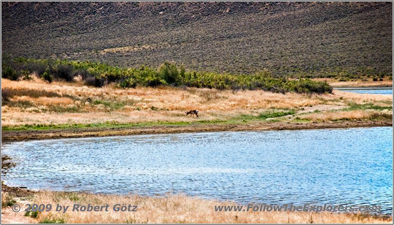 Pronghorn, FR123, Flaming Gorge, Green River, WY