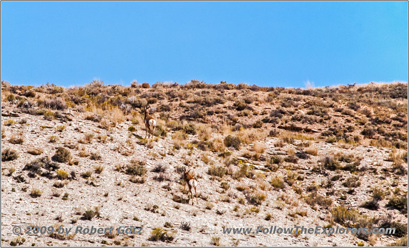 Pronghorn, FR123, Flaming Gorge, Green River, WY