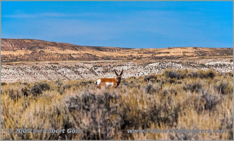 Pronghorn, Flaming Gorge Rd, WY