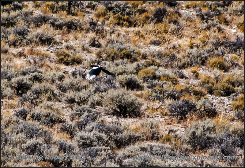 Hudsonelster, Brazeir, Utah Hudsonelster, Brazeir, Utah