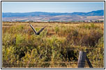 Turkey Vulture, Bern Rd, ID