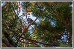 Mountain Chickadee, Tree Molds Trail, Craters of the Moon NM, ID