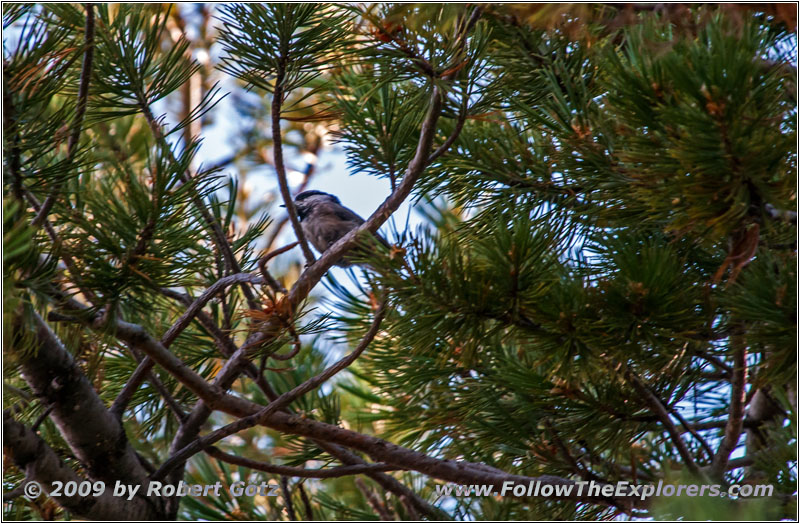 Mountain Chickadee, Tree Molds Trail, Craters of the Moon NM, ID