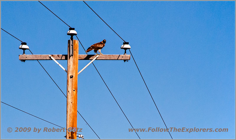 Red-Tailed Hawk, W 600 N/Frontier Farms Rd, ID