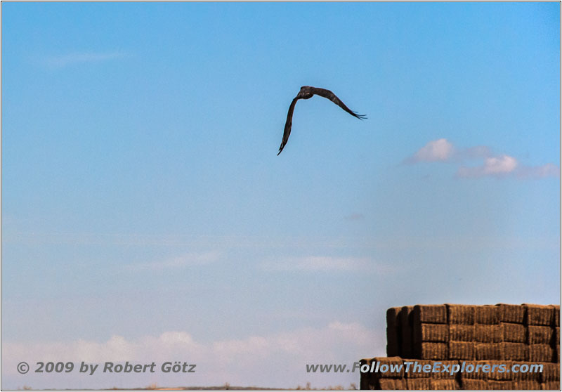 Red-Tailed Hawk, W 600 N/Frontier Farms Rd, ID
