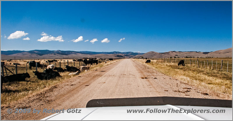 Cattle, Lemhi Pass Rd, MT Cattle, Lemhi Pass Rd, MT