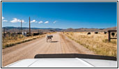 Cattle, Lemhi Pass Rd, MT