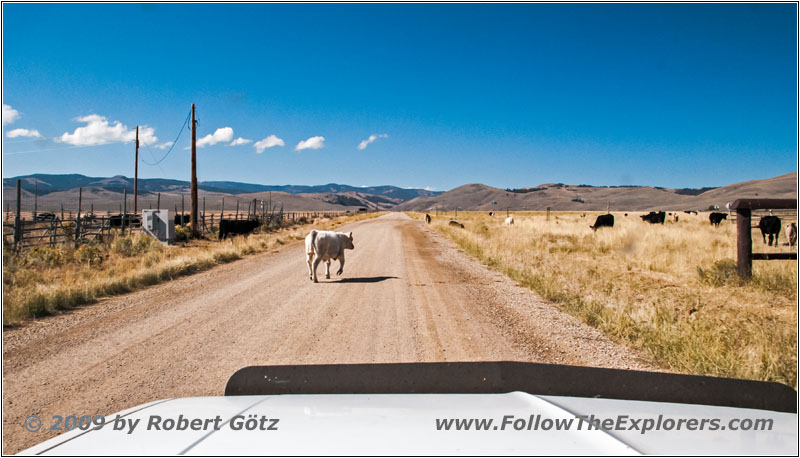 Cattle, Lemhi Pass Rd, MT Cattle, Lemhi Pass Rd, MT
