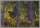 Dusky Grouse, FR106/Gibbons Pass Rd, MT