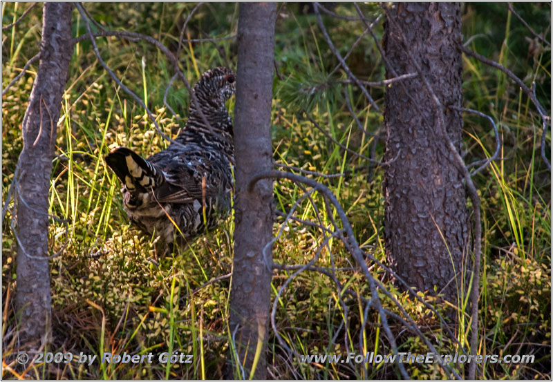 Dusky Grouse, FR106/Gibbons Pass Rd, MT Dusky Grouse, FR106/Gibbons Pass Rd, MT