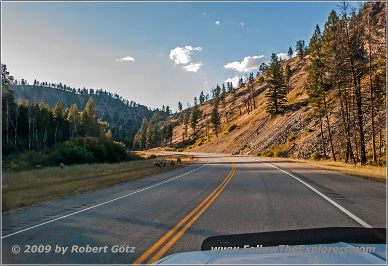 Bighorn Sheep, Highway 93, MT Bighorn Sheep, Highway 93, MT