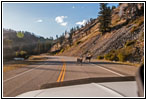 Bighorn Sheep, Highway 93, Bitterroot River, MT