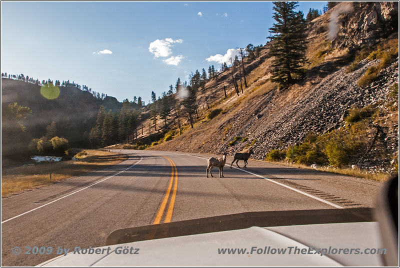 Bighorn Sheep, Highway 93, Bitterroot River, MT Bighorn Sheep, Highway 93, Bitterroot River, MT