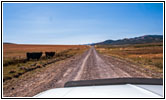Cattle, Reservation Rd, ID