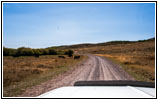 Cattle, Reservation Rd, ID