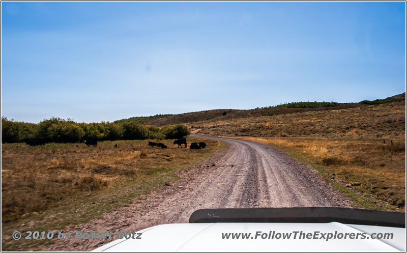Cattle, Reservation Rd, ID
