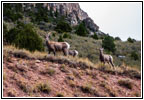 Dickhornschaf, FR218/Sheep Creek Geologic Loop, Utah