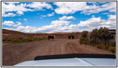 Vieh, Little Creek Rd, Utah