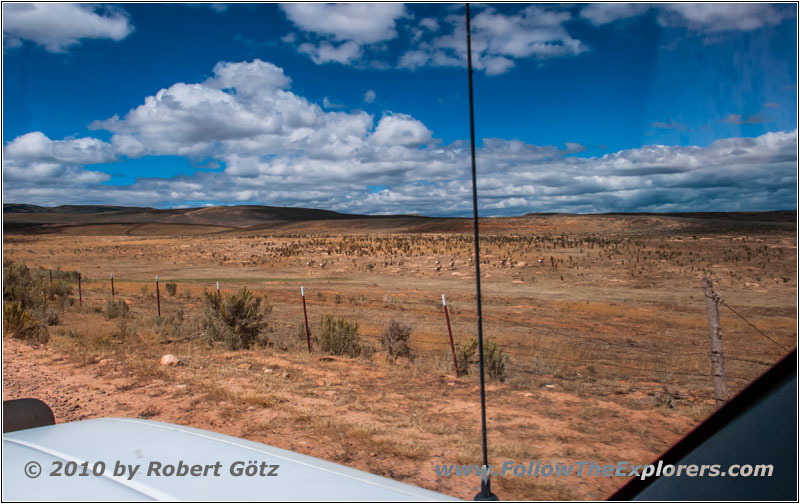 Gabelbock, New Canyon Rd, Utah