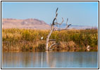 Reiher, Bird Refuge Rd, Bear River, Utah