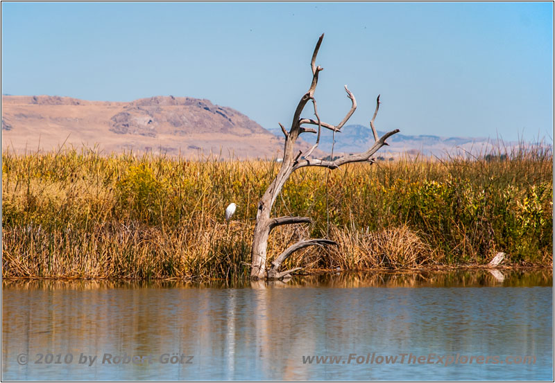 Reiher, Bird Refuge Rd, Bear River, Utah