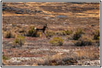 Gabelbock, CR02223, Utah