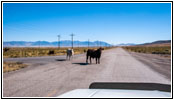 Vieh, Ellerbeck Rd, Utah
