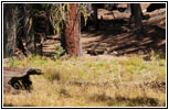 Bären im Sequoia National Park