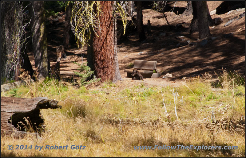Bears in Sequoia National Park