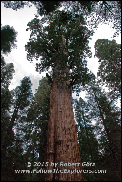 Sequoia National Park Sherman Tree