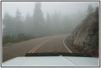Sequoia National Park Fog