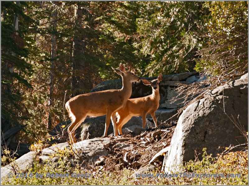 Deer at Kaiser Pass Road, California