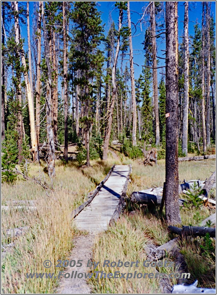 Dogshead Trail, Yellowstone National Park, WY