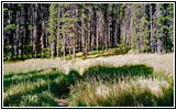 Dogshead Trail, Yellowstone National Park, WY
