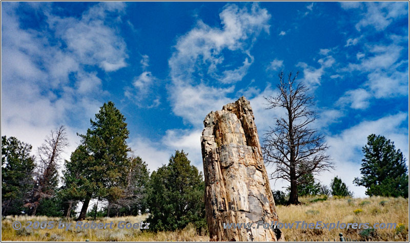 Petrified Tree, Yellowstone National Park, WY
