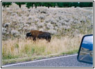 Bison, NE Entrance Rd, Yellowstone National Park, Wyoming