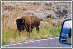 Bison, NE Entrance Rd, Yellowstone National Park, WY