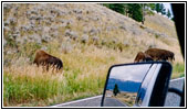 Bison, NE Entrance Rd, Yellowstone National Park, WY