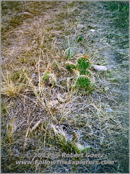 Prickly Pear Cactus, Morony Dam, MT