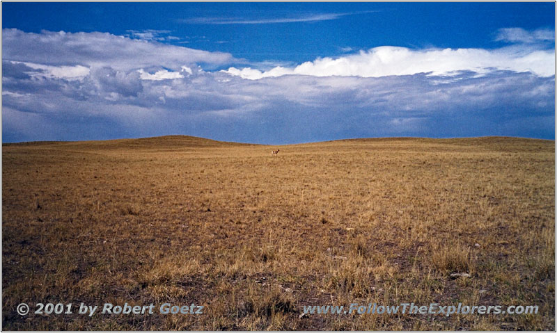 Reh an der N Yellowstone Trail Road, Montana