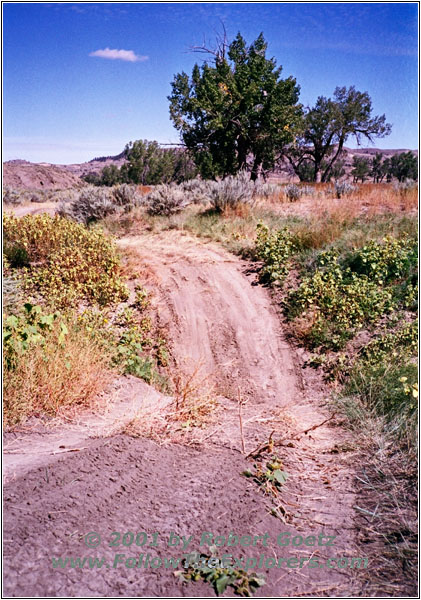 Trail 37 through Timber Creek, MT