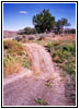 Trail 37 through Timber Creek, MT