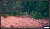 Deer on Highway 238, MT