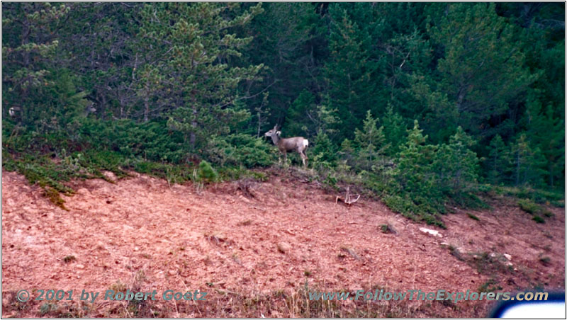 Rehe auf Highway 238, Montana