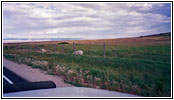 Gabelbock, Forty Rod Rd/RD149, Wyoming