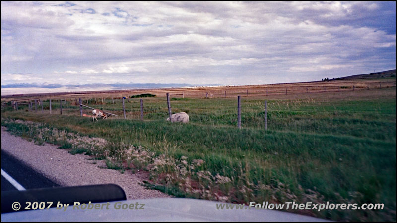 Gabelbock, Forty Rod Rd/RD149, Wyoming