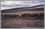 Gabelbock, Forty Rod Rd/RD149, Wyoming