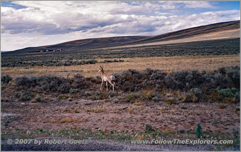 Gabelbock, Forty Rod Rd/RD149, Wyoming