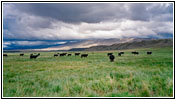 Cattle, Fayette Pole Creek Rd, WY